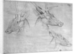 Two heads of stags, one head of a doe by Antonio Pisanello