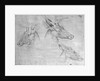 Two heads of stags, one head of a doe by Antonio Pisanello