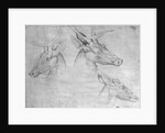 Two heads of stags, one head of a doe by Antonio Pisanello