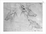Two heads of stags, one head of a doe by Antonio Pisanello