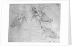Two heads of stags, one head of a doe by Antonio Pisanello