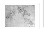 Two heads of stags, one head of a doe by Antonio Pisanello