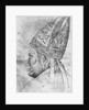 Head of a bishop by Antonio Pisanello
