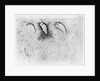 Fourteen egrets by Antonio Pisanello