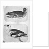 Ducks by Antonio Pisanello
