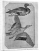 Ducks by Antonio Pisanello
