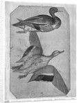 Ducks by Antonio Pisanello