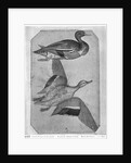 Ducks by Antonio Pisanello