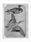 Ducks by Antonio Pisanello