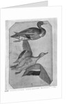 Ducks by Antonio Pisanello