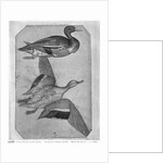 Ducks by Antonio Pisanello