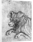Head of a dog by Antonio Pisanello