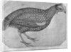 Guinea Fowl by Antonio Pisanello