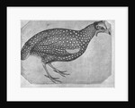 Guinea Fowl by Antonio Pisanello
