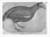 Guinea Fowl by Antonio Pisanello