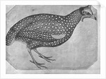Guinea Fowl by Antonio Pisanello