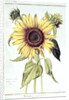 Helianthus Annuus by Nicolas Robert