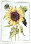 Helianthus Annuus by Nicolas Robert