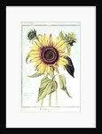 Helianthus Annuus by Nicolas Robert
