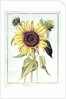 Helianthus Annuus by Nicolas Robert