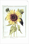 Helianthus Annuus by Nicolas Robert