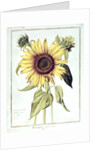 Helianthus Annuus by Nicolas Robert