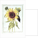 Helianthus Annuus by Nicolas Robert