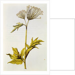 Angelica by Nicolas Robert