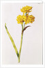 Jonquil by Nicolas Robert