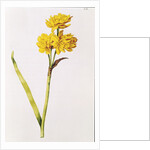 Jonquil by Nicolas Robert