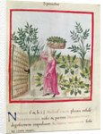 Ms 3054 f.24 Harvesting Spinach by Italian School