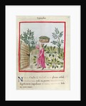 Ms 3054 f.24 Harvesting Spinach by Italian School