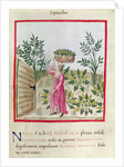 Ms 3054 f.24 Harvesting Spinach by Italian School