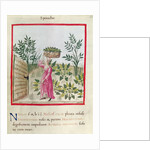 Ms 3054 f.24 Harvesting Spinach by Italian School