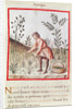 Ms 3054 fol.23v Harvesting Asparagus by Italian School