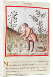 Ms 3054 fol.23v Harvesting Asparagus by Italian School