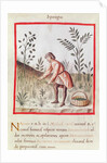 Ms 3054 fol.23v Harvesting Asparagus by Italian School