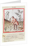 Ms 3054 fol.23v Harvesting Asparagus by Italian School