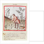 Ms 3054 fol.23v Harvesting Asparagus by Italian School
