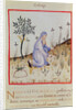 Ms 3054 f.22 Harvesting galangal by Italian School