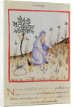 Ms 3054 f.22 Harvesting galangal by Italian School