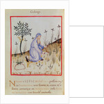 Ms 3054 f.22 Harvesting galangal by Italian School