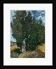 The cypresses, c.1889-90 by Vincent van Gogh