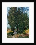 The cypresses, c.1889-90 by Vincent van Gogh