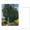 The cypresses, c.1889-90 by Vincent van Gogh
