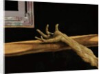 Crucifixion from the Isenheim Altarpiece by Matthias Grunewald