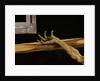 Crucifixion from the Isenheim Altarpiece by Matthias Grunewald