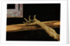 Crucifixion from the Isenheim Altarpiece by Matthias Grunewald