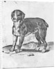 Dog by Agostino Carracci