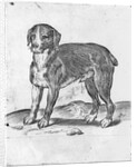Dog by Agostino Carracci